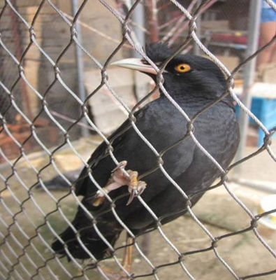 flexibler Mesh For Animal Enclosures Anti-Auswirkungs-Metallseil-Zaun des Draht-100x100
